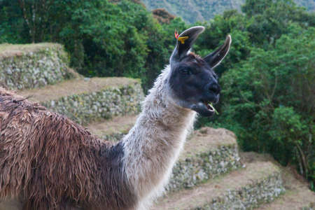 Lonely Llama, also called Alpaca, eating on ancient Inca farming terrace on the Inca Trail to Machu Picchu. Peru, South America. No people.の写真素材