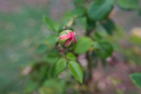 Pink rose flower bud wallpaper background. Beautiful nature image. No people.の写真素材