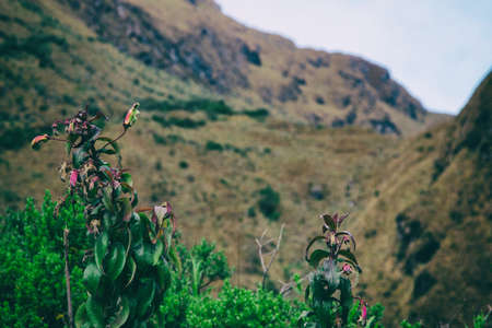 Flowers on the wild jungle of the Inca Trail. Peru. South America No people.の写真素材