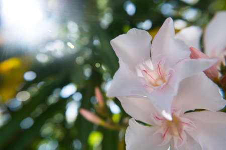 Blooming pink Nerium Oleander flower and buds in a green garden. Beautiful nature photo wallpaper...
