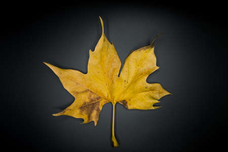 Beautiful autumn wallpaper background texture of dry leaf isolated on black.