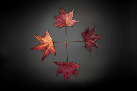 Beautiful autumn wallpaper background of dry leaves isolated on black.