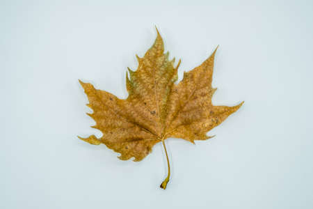 Beautiful autumn wallpaper background texture of dry leaf isolated on white.の写真素材