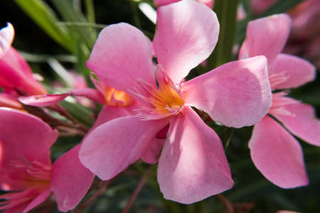 Blooming pink Nerium Oleander flower and buds in a green garden. Beautiful nature photo wallpaper...