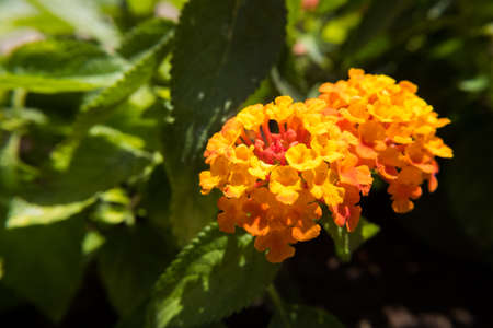 Nature flower wallpaper background red and yellow Lantana Camara also known as Big-sage, Wild-sage, Hedge Flower, Weeping Lantana, Lantana Camara Linn or Tickberry.の写真素材