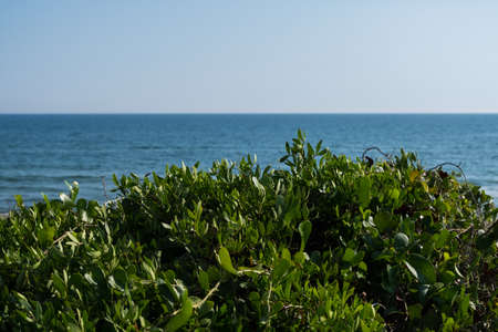 Nature landscape wallpaper background sea water behind green dunes on a summer day with blue sky and sun. No people.の写真素材