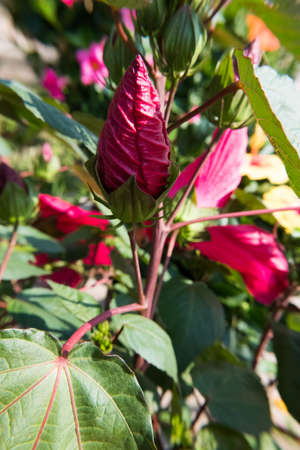 Blooming buds of red Hibiscus Flower. No people.の写真素材