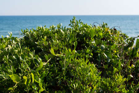 Nature landscape wallpaper background sea water behind green dunes on a summer day with blue sky and sun. No people.の写真素材