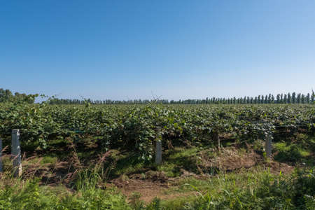 Wallpaper background of cultivation field of green grapes in a vineyard on a summer day with blue sky and trees in the background. No people.の写真素材