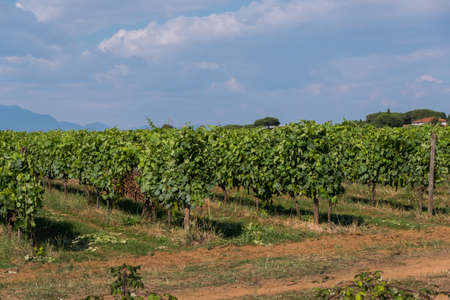 Nature detail image of green juicy grapes in a farm ready for harvest. No people.の写真素材