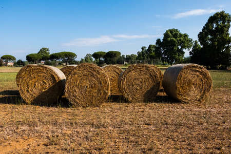 Rural nature agriculture wallpaper background of hay rolls drying under the sun on a summer day with blue sky background. No people.の写真素材