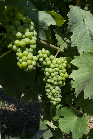 Wallpaper background of detail cultivation method of green grapes in a vineyard on a summer day. No people.の写真素材