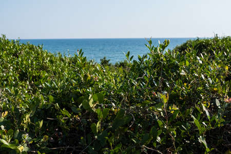 Nature landscape wallpaper background sea water behind green dunes on a summer day with blue sky and sun. No people.の写真素材