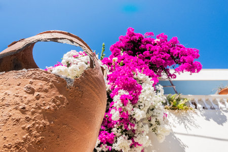 Old jar with pink flowers and white buildingの写真素材