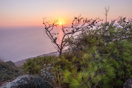 Sunset behind a tree in Santorini mountain.の写真素材