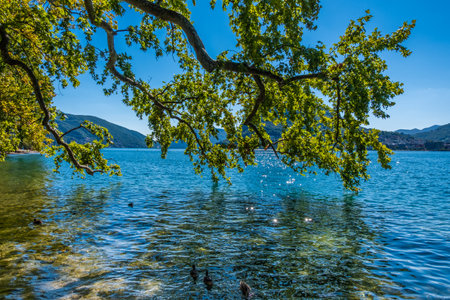 Tree reflected on Lake Lugano. Ticino, Switzerlandの写真素材