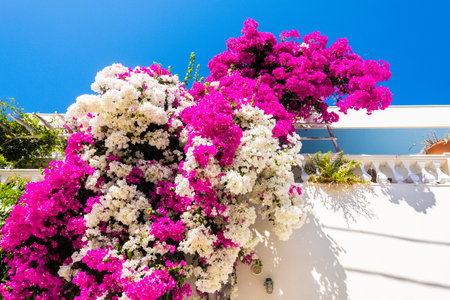 White and pink flowers with blue sky background of Santoriniの写真素材