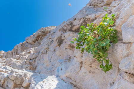 A white rock on the coast of santorini island in greece with a green plant growing out of the stoneの写真素材