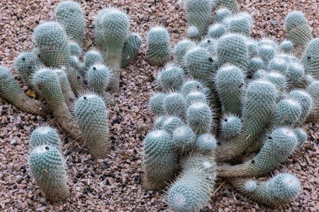the beauty of a desert oasis in this stunning cactus gardenの写真素材