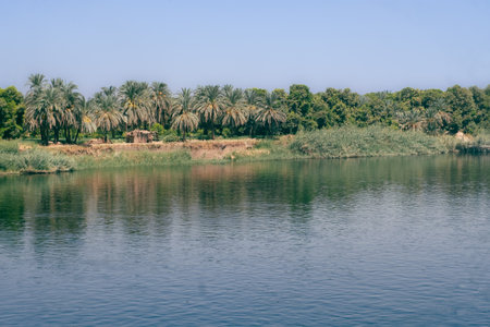 Majestic Nile Shoreline: Forest from the Cruise Ship. Egypt Summer Travelの写真素材