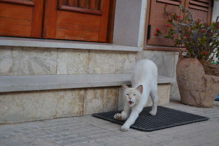 Sicilian catの写真素材