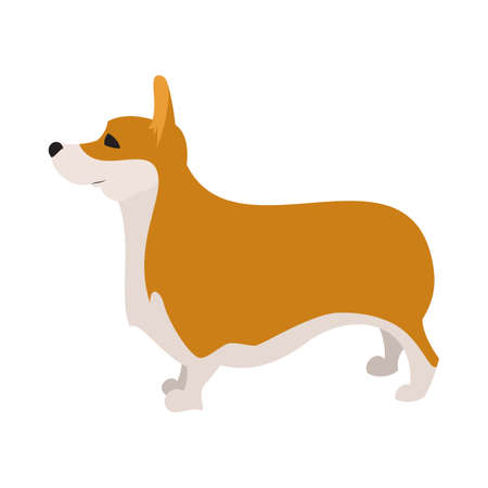 Pembroke welsh corgi breed dog and pet cute portrait isolated on white backgroundのイラスト素材