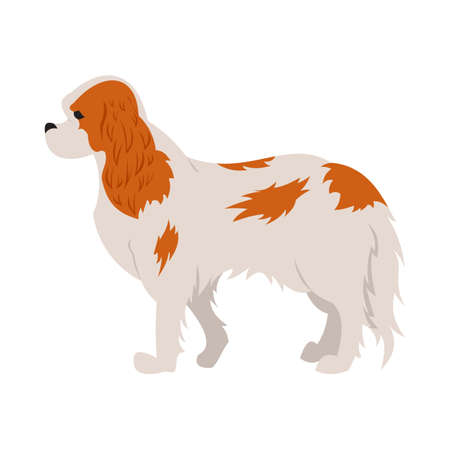 Cavalier king charles spaniel hound or dog and purebred animal,  illustrationのイラスト素材