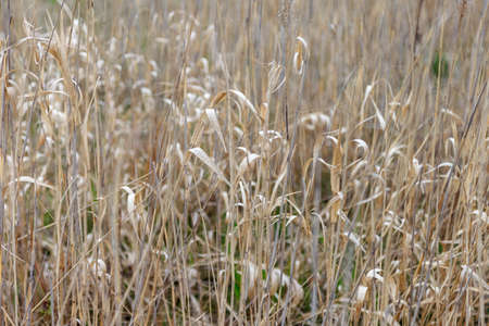 Background of yellow dry grassの写真素材