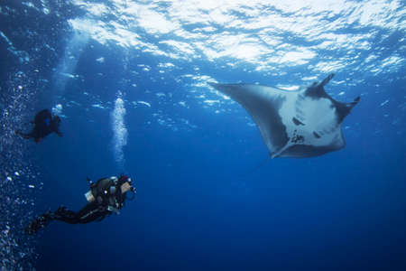 Sea of Cortez, Mexico, feb 2017: Elegant manta Ray floats under water. Giant ocean Stingray feeds on plankton. Marine life underwater in blue ocean. Observation of animal world. Scuba diving adventureの写真素材