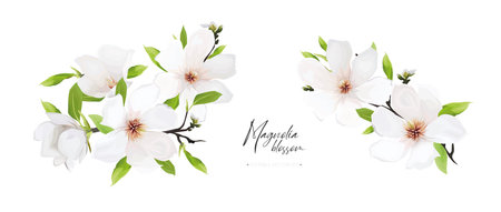 Elegant spring magnolia flowers bouquet set. Blooming branches, green leaves editable floral watercolor style vector Illustration. Stylish minimalist greeting, invite card decoration isolated on whiteのイラスト素材