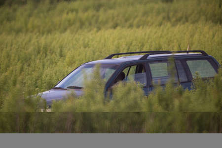 the car is parked in the tall grass