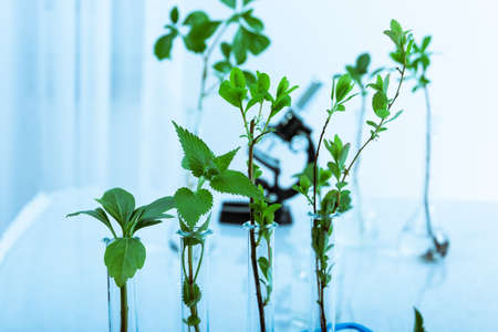 Seedlings in labの写真素材