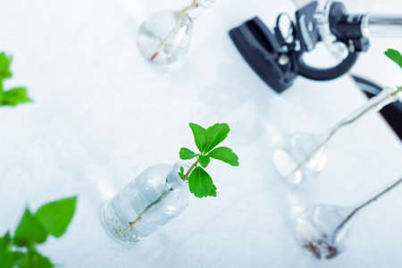 Green plants and scientific equipment in biology laborotaryの写真素材