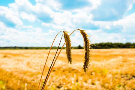 wheat fieldの写真素材