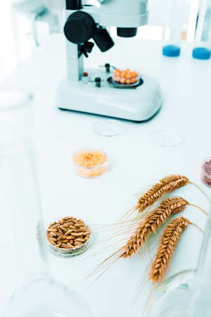 Seed subject to selection in Microbiological laboratoryの写真素材