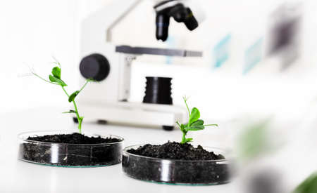 Genetically modified plant tested in petri dish .Ecology laboratory.