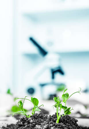 Genetically modified plant tested in petri dish .Ecology laboratory.の写真素材
