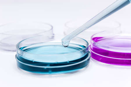 Petri dishes in the laboratory of the clinic .medical glassware .の写真素材