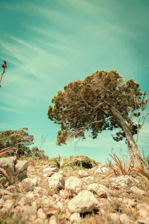 Vintage Nature Design.Old styled Background .の写真素材