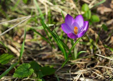 violet Crocus flower .
