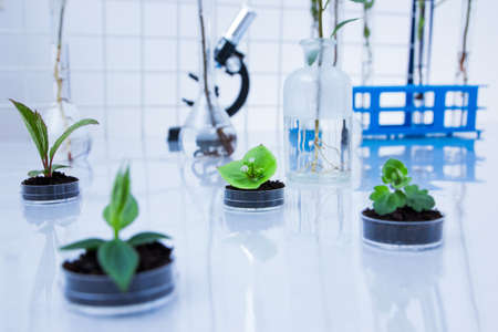 Genetically modified plant tested in petri dish .Ecology laboratoryの写真素材