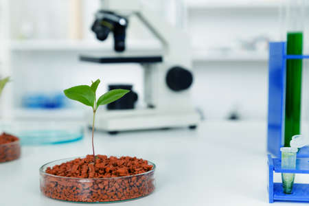 Genetically modified plant tested in petri dish .Ecology laboratory.の写真素材