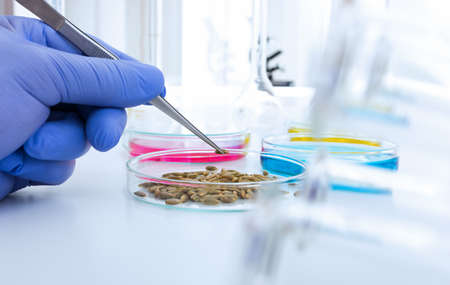 Laboratory assistant in the laboratory of of food quality.Cell culture assay to test genetically modified seed.Toning imageの写真素材