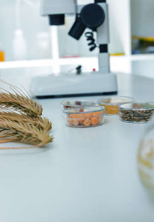 Chemical Laboratory of the Food supply . Food in laboratory, dna modify .Toning imageの写真素材