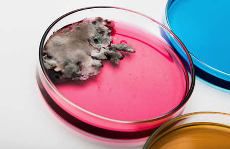 Petri dish with mold on white, selective focus.