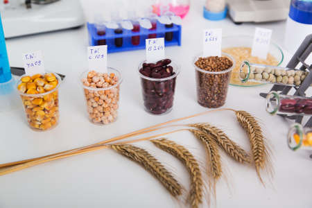 Chemical Laboratory of the Food supply . Food in laboratory, dna modify . Toning image.の写真素材