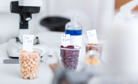 Chemical Laboratory of the Food supply . Food in laboratory, dna modify . Toning image.の写真素材
