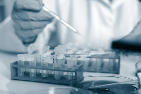 Laboratory assistant in the of food quality.Cell culture assay to test genetically modified seed.の写真素材