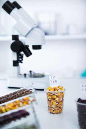 Chemical Laboratory of the Food supply . Food in laboratory, dna modifyの写真素材