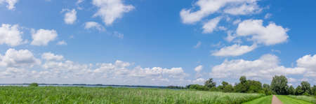 Green field under blue clouds sky.の写真素材